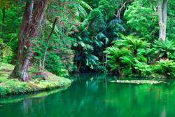 Fotomurali - Foresta