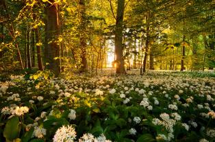 Wall Murals - White Flowers
