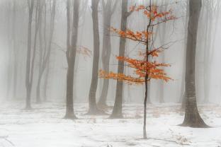 Wall Murals - Snow Landscape