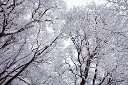 Fotobehang - Sneeuw