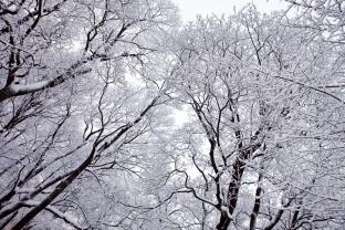 Fotomurali - Neve