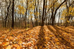 Wall Murals - Autumn Day