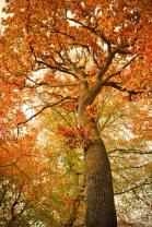 Fototapeten - Herbstbäume