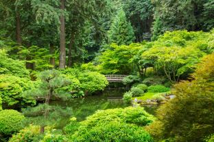 Murais de Parede - Jardim Japonês