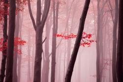 Fototapeten - Herbstlaub