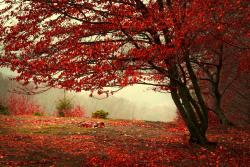 Fototapeten - Herbstlaub