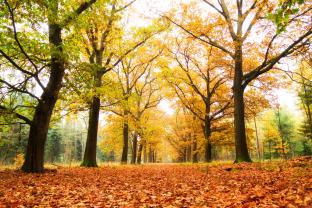 Fotomurales - Día de Otoño