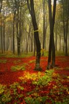 Fototapeten - Herbstfarben