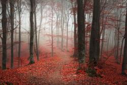 Fototapeten - Herbstlaub