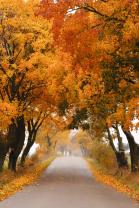 Fototapeten - Herbsttages