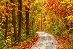 Fototapeten - Herbst Wald