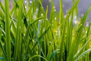 Papier Peint Photo - Herbe