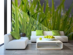 Herbe