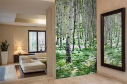 Aspen Trees