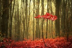 Fototapeten - Herbst Wald