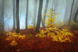 Fotobehang - Herfstbladeren