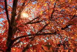 Fototapeten - Herbstfarben