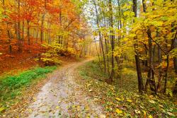 Wall Murals - Autumn Day