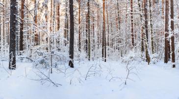 Fototapet - Snø