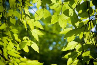 Papier Peint Photo - Feuilles