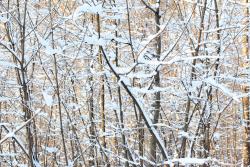 Fototapeten - Schnee
