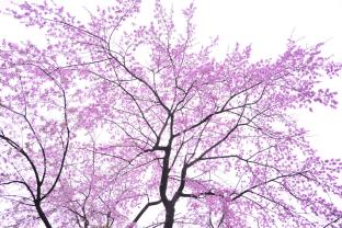Papier Peint Photo - Fleurs de Cerisier