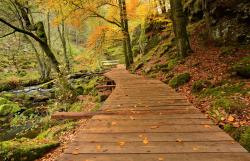 Fototapeten - Wald