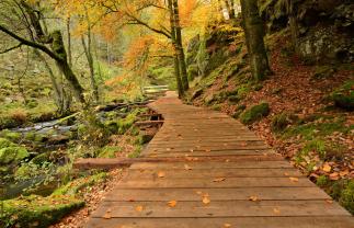 Fotomurales - Bosque