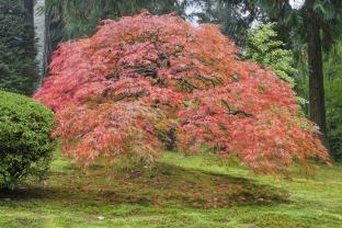 Murais de Parede - Jardim Japonês