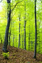 Fototapeten - Wald