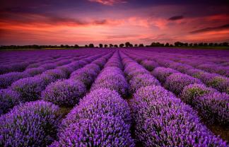 Fototapeten - Lavendel Blumen