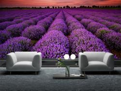 Lavender Flowers