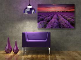 Fototapeten - Lavendel Blumen