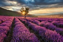 Fotobehang - Lavendel Bloemen