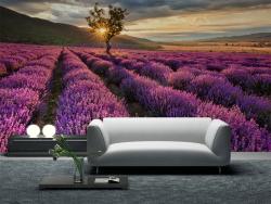 Lavender Flowers