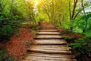 Wall Murals - Forest