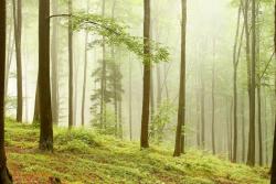 Fototapeten - Wald