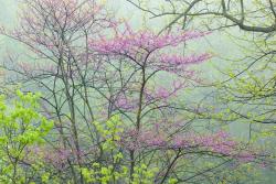 Fototapeten - Frühling