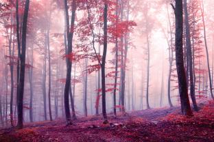 Papier Peint Photo - Automne Forêt