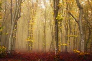 Fotomurali - Giorno di Autunno
