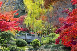 Wall Murals - Japanese Garden