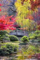 Papier Peint Photo - Jardin Japonais