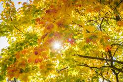 Fototapeten - Herbstlaub