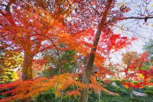 Fototapeten - Japanischer Garten