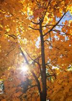Papier Peint Photo - Jour d'automne