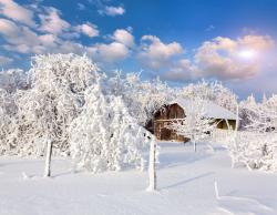 Fotomurali - Neve Alberi