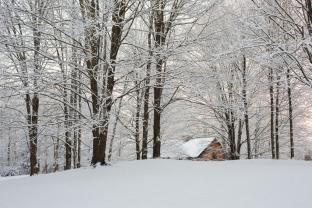 Fototapeter - Snö Träd