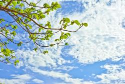 Wall Murals - Sky Clouds