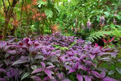 Fotomurali - Foresta Tropicale