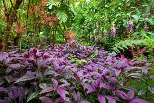 Wall Murals - Tropical Forest